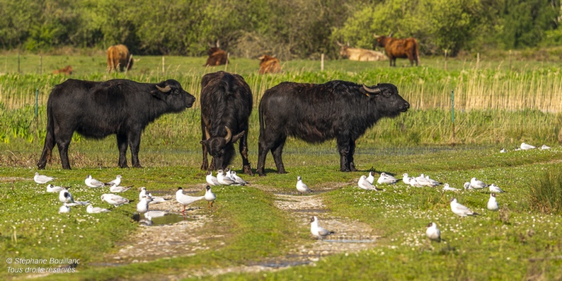 Vaches au marais du Crotoy