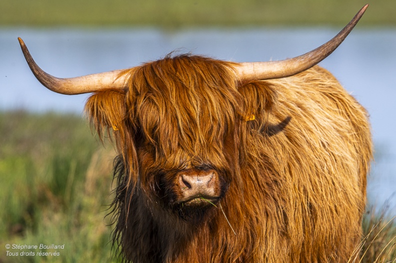 Veau Highland Cattle