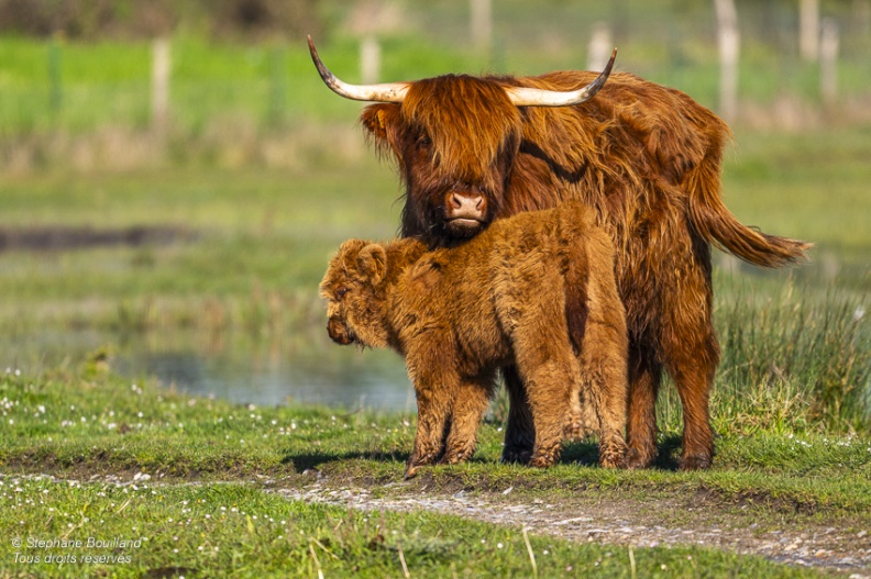 Veau Highland Cattle