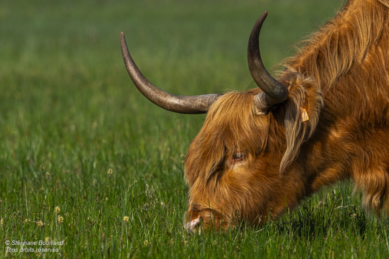 Vache écossaise Higland Cattle