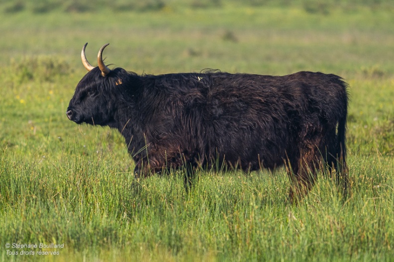 Vache écossaise Higland Cattle