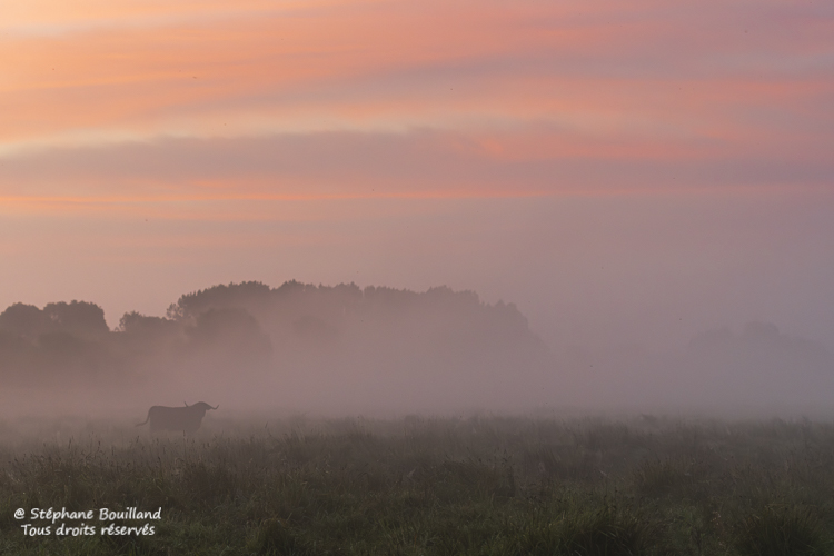 Vache Highland Cattle dans la brume au petit matin