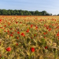 Les champs de coquelicots entre Saint-Valery-sur-Somme et Pendé