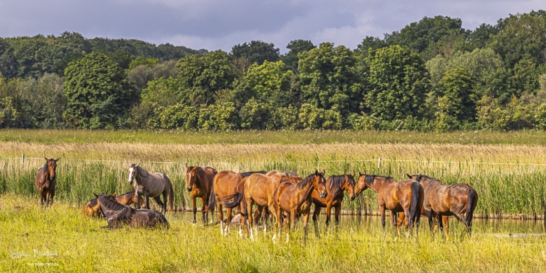 Troupeau de chevaux en pâture entre Noyelles et Saint-Valery