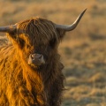 2018_02_28_Vaches_Highland_Cattle_001.jpg