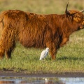 Vache écossaise Highland Cattle et héron Garde-Boeuf