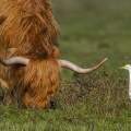 Vache Highland Cattle et son héron garde-boeuf (Bubulcus ibis - Western Cattle Egret)