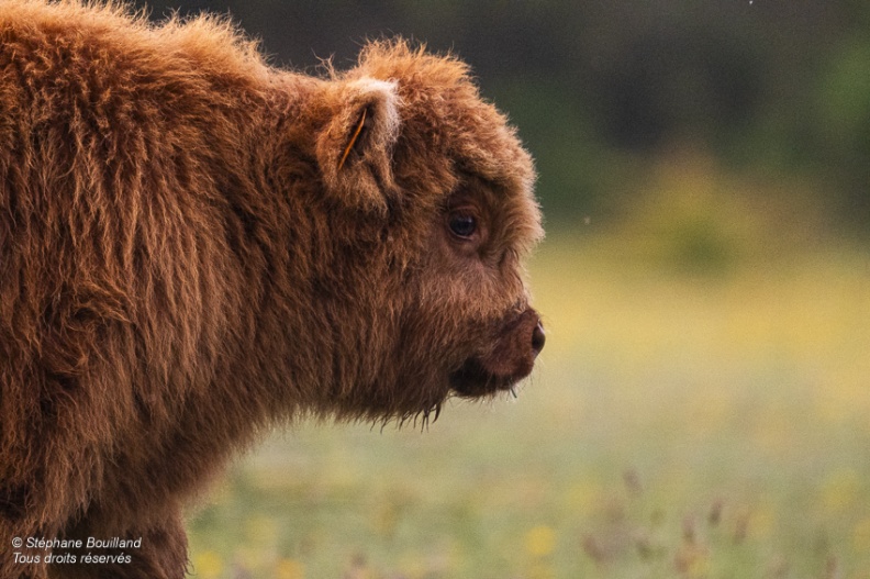 Veau Highland Cattle (vache écossaise)