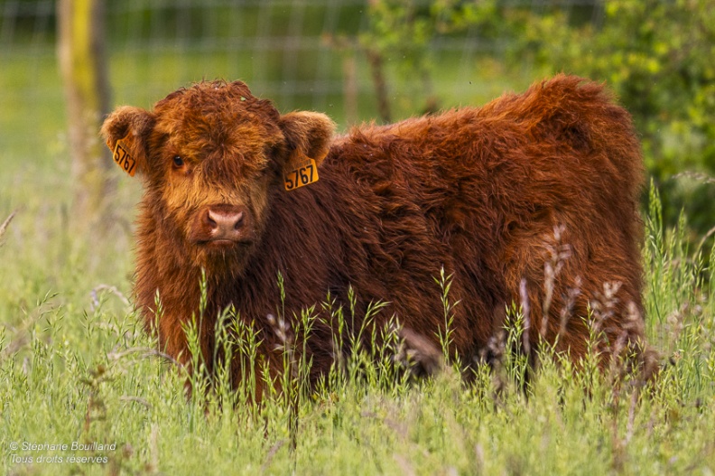 Veau Highland Cattle (vache écossaise)