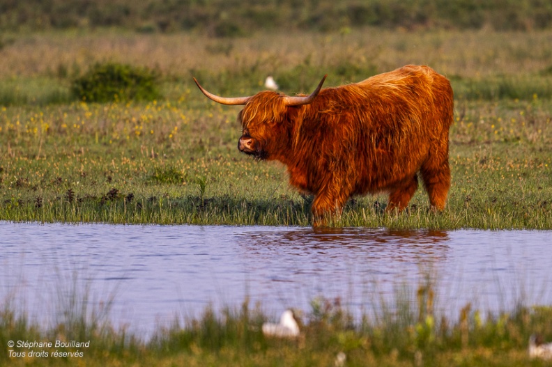 Vache Highland Cattle (vache écossaise)