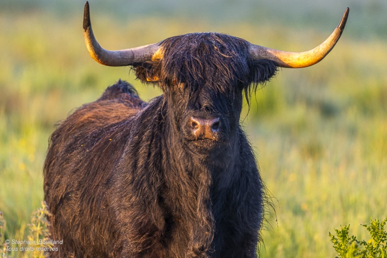 vaches écossaises Highland Cattle