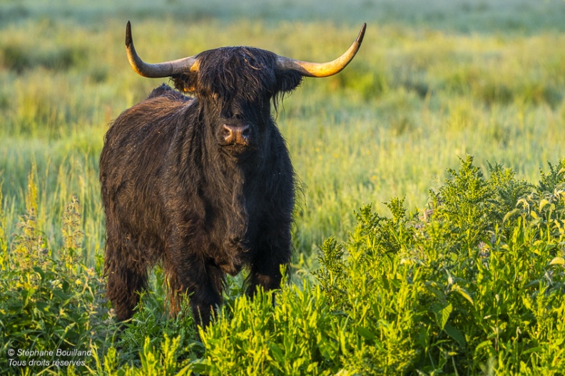 vaches écossaises Highland Cattle