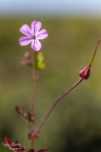 Géranium Herbe à Robert (Geranium robertianum)