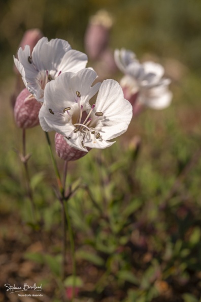 Silène enflé (Silene vulgaris subsp. maritima)