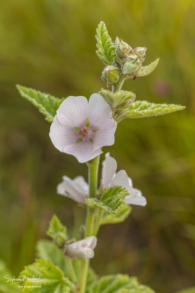 La Guimauve officinale (Althaea officinalis L.), aussi appelée Guimauve sauvage ou Mauve blanche