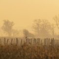 Ambiance matinale des renclôtures (= polders)  dans la brume en présence de goélands sur les piquets de pâture