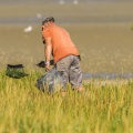 Pêcheur à pied occupé à la cueillette de la salicorne