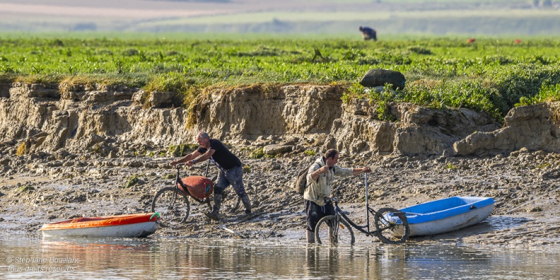 Retour des pêcheurs à pied avec leur récolte de Salicorne