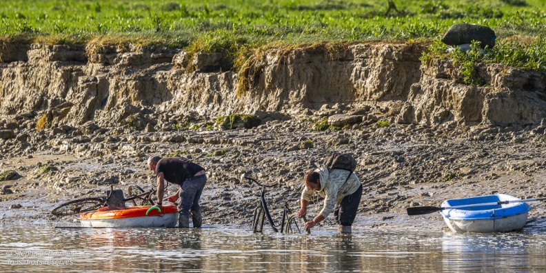 Retour des pêcheurs à pied avec leur récolte de Salicorne
