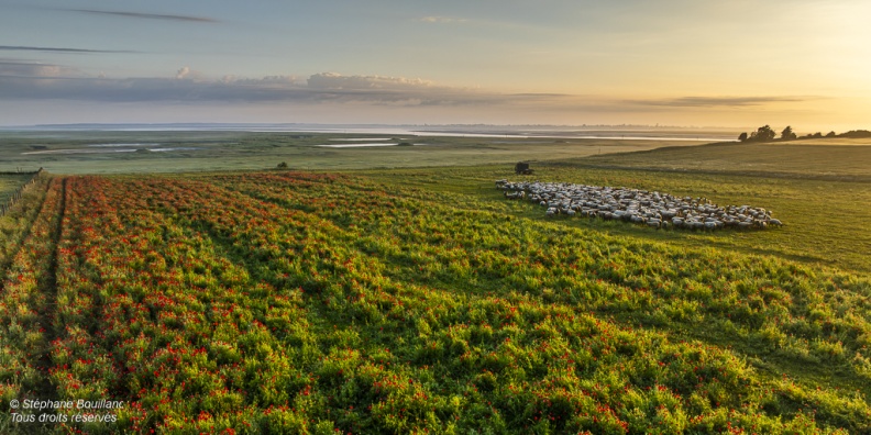 Moutons et coquelicots au Cap Hornu