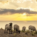 Troupeau de moutons en haut des faises au crépuscule