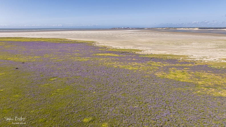 La baie d'Authie couverte de lilas de mer (Statices sauvages)
