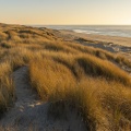 Les dunes du Marquenterre au sud de la baie d'Authie