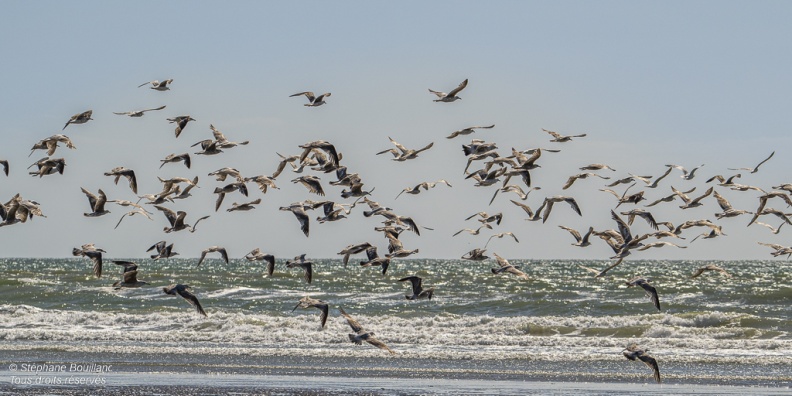 vol de goélands sur la plage