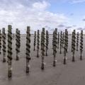 Moules de Bouchots sur la plage