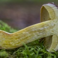 bolet pruineux (xerocomus pruinatus)