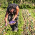 La récolte du Safran chez Fabrice Houdant, "Safran du Scardon", à Saint-Riquier - https://www.facebook.com/safranduscardon