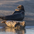 Phoque gris en Baie d'Authie à Berck-sur-mer