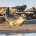 Les phoques de la côte Picarde (Baie de Somme et côte d'Opale)