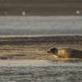 Phoques gris et veaux-marins en Baie d'Authie 