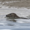 Les phoques gris en baie d'Authie