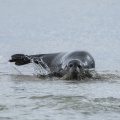 Les phoques en baie d'Authie