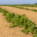Jeunes pousses de pommes de terre dans un champs