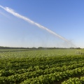 Irrigation d'un champs de pommes de terre