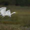 Grande Aigrette - Ardea alba - Great Egret et aigrette garzette