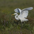 Grande Aigrette - Ardea alba - Great Egret et aigrette garzette
