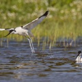 Avocette élégante - Recurvirostra avosetta - Pied Avocet