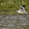 Avocette élégante (Recurvirostra avosetta - Pied Avocet) en vol - 