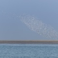 Nuage de bécasseaux en vol (Probable : Bécasseau variable, Calidris alpina - Dunlin) en réserve naturelle de la  baie de Somme