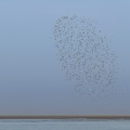 Nuage de bécasseaux en vol (Probable : Bécasseau variable, Calidris alpina - Dunlin) en réserve naturelle de la  baie de Somme