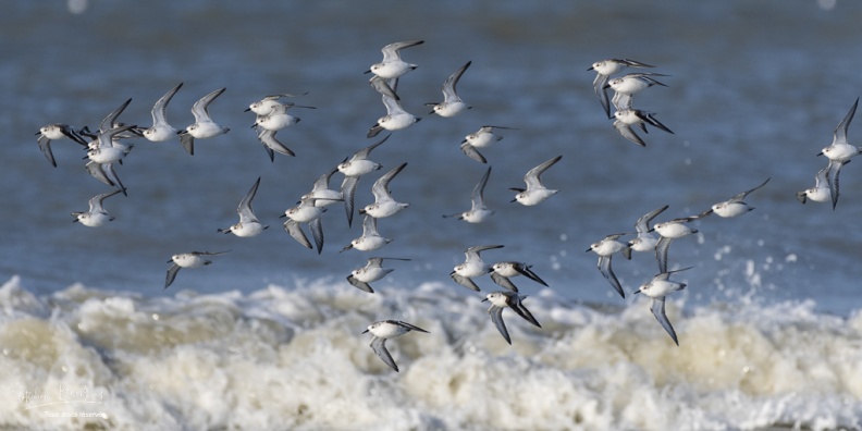 Bécasseau sanderling en vol (Calidris alba - Sanderling) le long de la plage de Quend-Plage