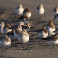 Bécasseaux sanderling (Calidris alba, Sanderling) sur la plage du Hourdel