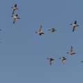 Vol de canards Pilets (Anas acuta - Northern Pintail) dans la réserve naturelle de la Baie de Somme
