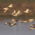 Vol de Chevaliers gambettes (Tringa totanus - Common Redshank) au marais du Crotoy