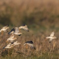 Chevaliers gambettes (Tringa totanus - Common Redshank) au marais du Crotoy