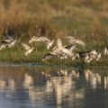 Chevaliers gambettes (Tringa totanus - Common Redshank) au marais du Crotoy